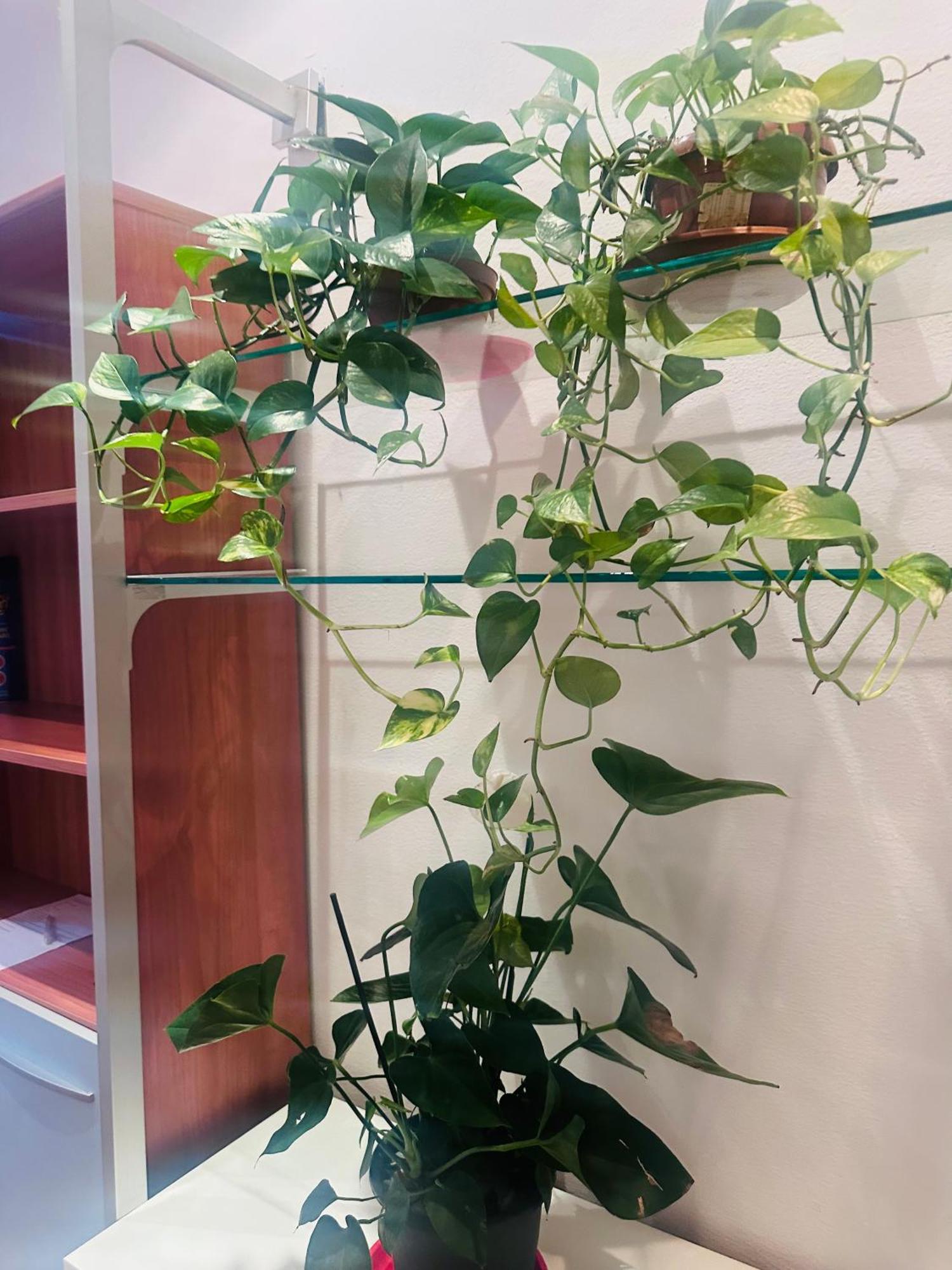 Entire 3 Bed Rooms Apartment,Centrum Генуа Екстериор снимка